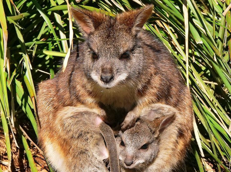 zobrazit detail snímku: Klokan parma (Macropus parma).