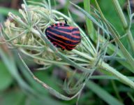 Kněžice páskovaná - Graphosoma lineatum Kněžice páskovaná - Graphosoma lineatum: Kněžice páskovaná, stejně jako další ploštice, je…