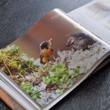 Ukázka z knihy Ptačí svět očima fotografa - Kukačky