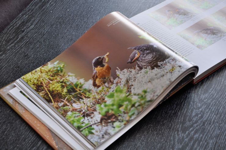 zobrazit detail snímku: Ukázka z knihy Ptačí svět očima fotografa - Kukačky