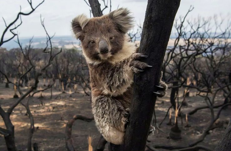 zobrazit detail snímku: Koala medvídkovitý (Phascolarctos cinereus) ve spáleném lese.