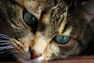 Proč se klon kočky nepodobá své předloze? Proč se klon kočky nepodobá své předloze?: Myslíte že kočičí klon musí mít stejné zbarvení jako…