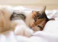 Kočičí vrnění proti stresu a pro lepší pohyb Kočičí vrnění proti stresu a pro lepší pohyb: Blahodárnost kočičího vrnění na lidskou psychiku zná…