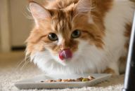 Pamlsky pro kočky mohou být součástí vyvážené stravy Pamlsky pro kočky mohou být součástí vyvážené stravy: Pamlsky pro kočky si většina majitelů spojuje…