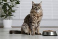 Jak u kočky změnit krmivo? Hlavně pozvolna, vyplatí se to Jak u kočky změnit krmivo? Hlavně pozvolna, vyplatí se to: Kočky jsou tvorové zvyku a mnoho z nich nemá rádo…