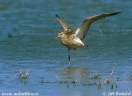 Koliha velká - Numenius arquata Koliha velká - Numenius arquata: Kolihu poznáte podle dlouhého úzkého zobáku.