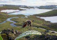 Komár objevený na Islandu je varováním i pro Česko Komár objevený na Islandu je varováním i pro Česko: Jedna z nejvíce střežených ekologických pevností…