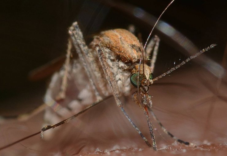 zobrazit detail snímku: Komár pisklavý (Culex pipiens) .