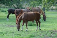 Velká pardubická – pohled do historie a současnosti Velká pardubická – pohled do historie a současnosti: Dnes se jede nejprestižnější dostihový závod…