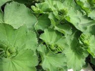 Kontryhel obecný – Alchemilla vulgaris Kontryhel obecný – Alchemilla vulgaris: Léčivka kontryhel je svými účinky známá hlavně ženám…