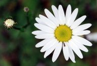 Kopretina - Leucanthemum Kopretina - Leucanthemum: Kopretiny se vyskytovaly v travních porostech již ve…