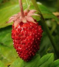 Jahodník obecný jako bylinka Jahodník obecný jako bylinka: Tuto rostlinu známe snad všichni. Zejména její…