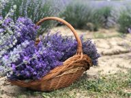 Levandule – bylinka, co léčí duši Levandule – bylinka, co léčí duši: Vydejte se se mnou za krásou a nezaměnitelnou vůní…