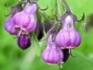 Kostival lékařský - Symphytum officinale Kostival lékařský - Symphytum officinale: Kostival patří už od středověku k významným léčivým…