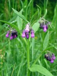 Ekosystémy v české přírodě - lužní les Ekosystémy v české přírodě - lužní les: Lužní les plný rozmanitých druhů rostlin, živočichů…