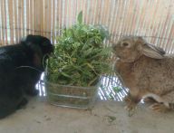 Inspirace přírodou (3. díl) - přírodní zákony platí i pro býložravce Inspirace přírodou (3. díl) - přírodní zákony platí i pro býložravce: Pamatujete na epidemii nemoci BSE, způsobené…