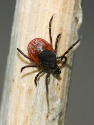 Klíště obecné - Ixodes ricinus Klíště obecné - Ixodes ricinus: Nebezpečný parazit.