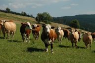 Nový adresář místních zemědělců přímo do vašeho mobilu Nový adresář místních zemědělců přímo do vašeho mobilu: Místní jídlo a zdravý životní styl jsou zase o…