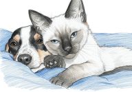 Mají štědřejší srdce majitelé psů, nebo koček? Mají štědřejší srdce majitelé psů, nebo koček?: Celý život chovatelů zvířat se točí kolem věčné…