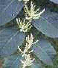 Invazní druhy rostlin - celosvětový problém Invazní druhy rostlin - celosvětový problém: Jsou všude mezi námi. Níčí náš jedinečný ekosystém.…