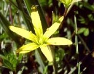 Křivatec žlutý - Gagea lutea Křivatec žlutý - Gagea lutea: Typická jarní bylina vlhkých luk. I když je to…