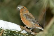 Křivka obecná - Loxia curvirostra Křivka obecná - Loxia curvirostra: Tento stálý obyvatel jehličnatých lesů je typický…