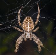 Křižák obecný - Araneus diadematus Křižák obecný - Araneus diadematus: V mnohých z nás vyvolává pohled na pavouky…