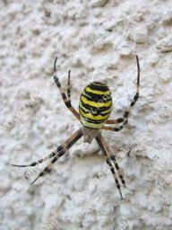 Křižák pruhovaný - Argiope bruennichi Křižák pruhovaný - Argiope bruennichi: Potkali jste na toulkách přírodou křižáka…