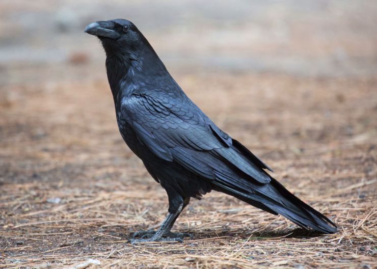 zobrazit detail snímku: Krkavec velký (Corvus corax).