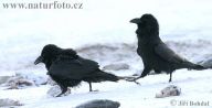 Krkavec velký - Corvus corax Krkavec velký - Corvus corax: Šplhal jsem v poledním žáru na Rozsochu, jeden z…