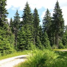 Černa hora - Odbočka nad rašeliništěm