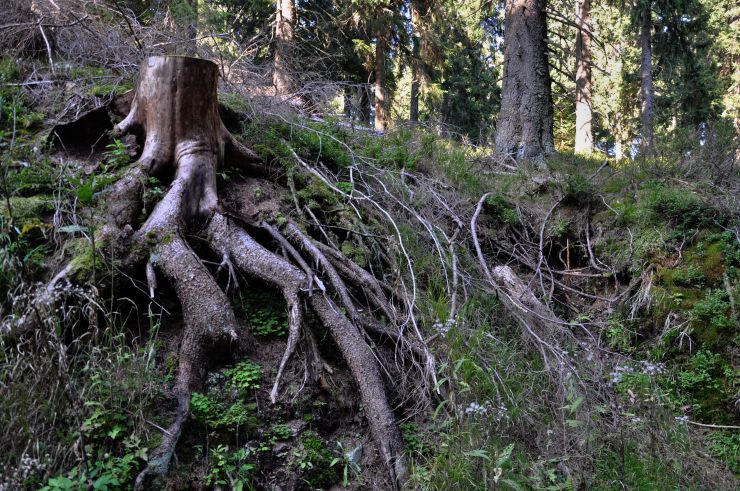 zobrazit detail snímku: Krkonoše - Zelený důl