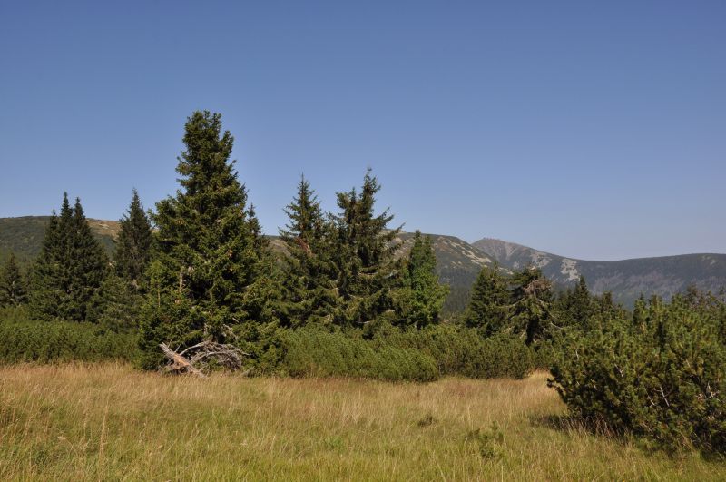 Krkonoše - Cesta mezi bufetem Na rozcestí a Výrovkou - klikněte pro zobrazení detailu