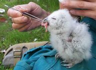 Záchranná stanice pomáhá mláďatům, která se ocitnou v nouzi Záchranná stanice pomáhá mláďatům, která se ocitnou v nouzi: Jaro je tady a s ním i čas mláďat. Projevuje se to i…