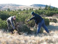 Prořezávání kleče v krkonošské tundře Prořezávání kleče v krkonošské tundře: Borovice kleč1 uměle vysazená v Krkonoších nad horní…