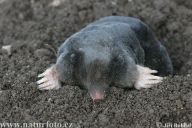 Půda Půda: Každý ji zná, někdo aktivně využívá, někdo po ní jen…