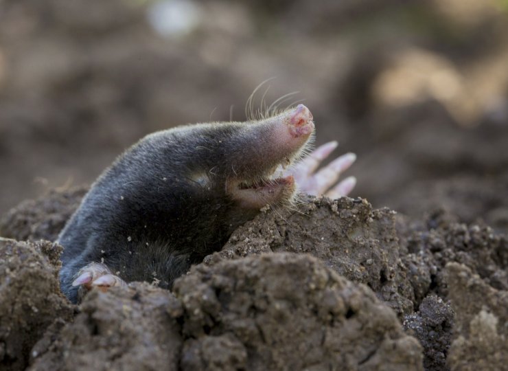 zobrazit detail snímku: Krtek obecný (Talpa europaea).