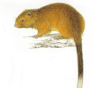 Čeští badatelé náhodou objevili čtyřicet let neviděného hlodavce Čeští badatelé náhodou objevili čtyřicet let neviděného hlodavce: I když se to zdá neuvěřitelné, hlodavec měřící na…