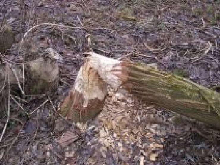 zobrazit detail snímku: okus stromu bobrem