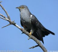 Infanticida u zvířat (5. část) Infanticida u zvířat (5. část): U řady druhů zvířat byla u samic naopak doložena…