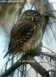 Kulíšek nejmenší - Glaucidium passerinum Kulíšek nejmenší - Glaucidium passerinum: Nejmenší evropská sovička, velikostně podobná…