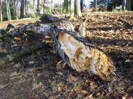 Vítr jako pohroma (orkán Kyrill) Vítr jako pohroma (orkán Kyrill): Větrná pohroma, která postihla naše území a celou…