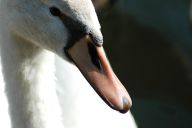 Dojemná věrnost labutí Dojemná věrnost labutí: Labuť (Cygnus) je velký vodní pták velice příbuzný…