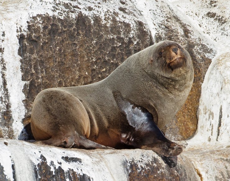 zobrazit detail snímku: Lachtan australský (Arctocephalus pusillus doriferus).