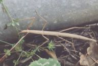 Chov strašilek Chov strašilek: Chov většiny druhů strašilek je velice snadný, péči…