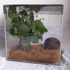 Terarium