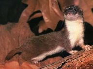 Lasice kolčava - Mustela nivalis Lasice kolčava - Mustela nivalis: Už se vám stalo, že vám někdo neprávem vynadal? Mně…