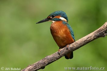 Ledňáček říční - klikněte pro zobrazení detailu Ledňáček říční - klikněte pro zobrazení detailu