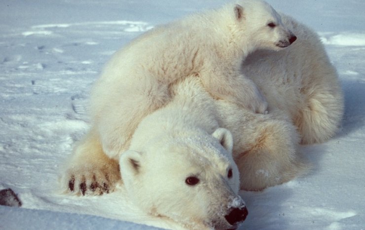 zobrazit detail snímku: Ursus maritimus