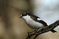 Lejsek černohlavý - Ficedula hypoleuca Lejsek černohlavý - Ficedula hypoleuca: Lejsek černohlavý je čilý ptáček, hnízdící v…